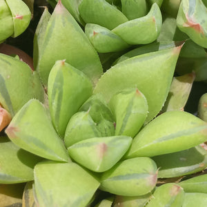 Haworthia Luscious Lime  (3 Plants)