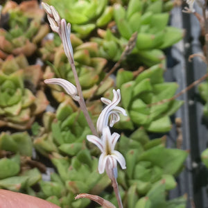 Haworthia Luscious Lime  (3 Plants)