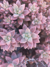 Load image into Gallery viewer, Sedum adolphii brown (3 Plants)
