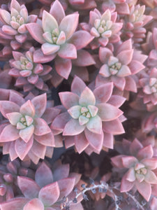 Sedum adolphii brown (3 Plants)