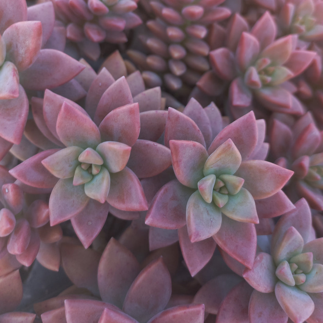 Sedum adolphii brown (3 Plants)