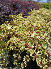 Load image into Gallery viewer, Portulacaria prostrata - variegata (3 Plants)
