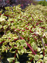 Load image into Gallery viewer, Portulacaria prostrata - variegata (3 Plants)
