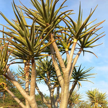 Load image into Gallery viewer, Aloe masada (1 Plant, 1m)
