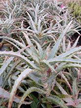 Load image into Gallery viewer, Aloe arborescens Mr. Winter (3 Plants)
