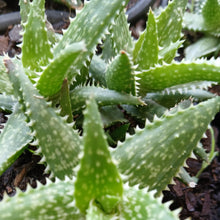 Load image into Gallery viewer, Aloe Swazi (1 Plant) NEW/RARE
