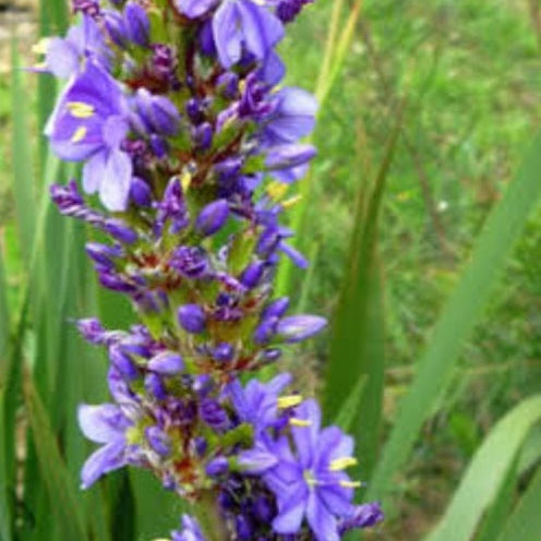 Aristea capitata major (3 Plants)