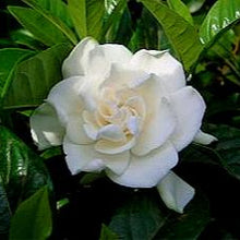 Load image into Gallery viewer, Gardenia augusta
