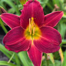 Load image into Gallery viewer, Daylilies - Dark Avenger

