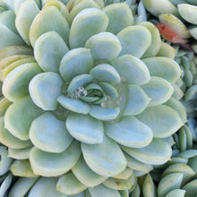 Load image into Gallery viewer, Echeveria elegans (3 Plants)
