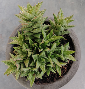 Aloe juvenna (3 Plants)
