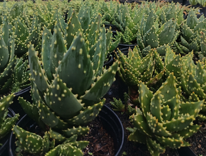 Aloe mitriformis (3 Plants)