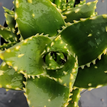 Load image into Gallery viewer, Aloe mitriformis (3 Plants)
