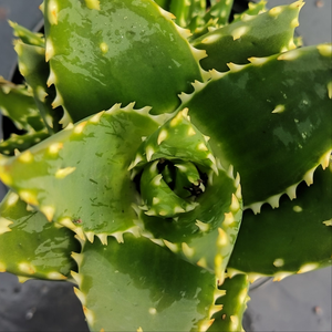 Aloe mitriformis (3 Plants)