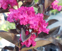 Load image into Gallery viewer, Black Diamond Mystic Margenta
