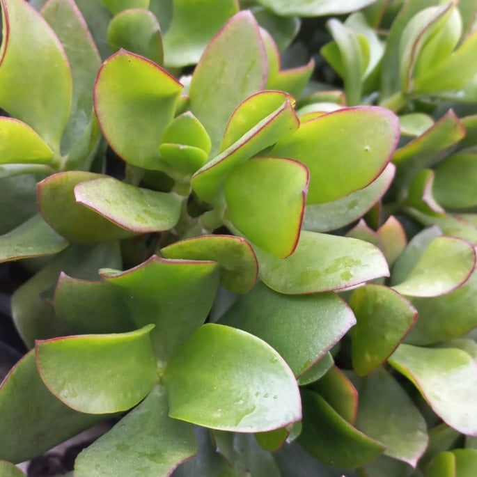 Crassula ovata Pink Joy (3 Plants)