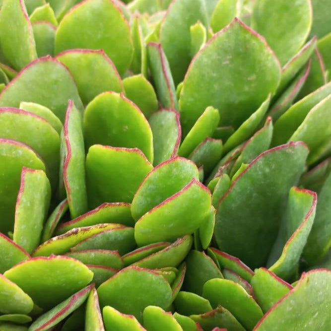 Cotyledon Boma (3 Plants)