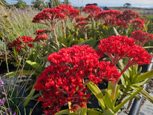Load image into Gallery viewer, Crassula falcata (3 Plants)
