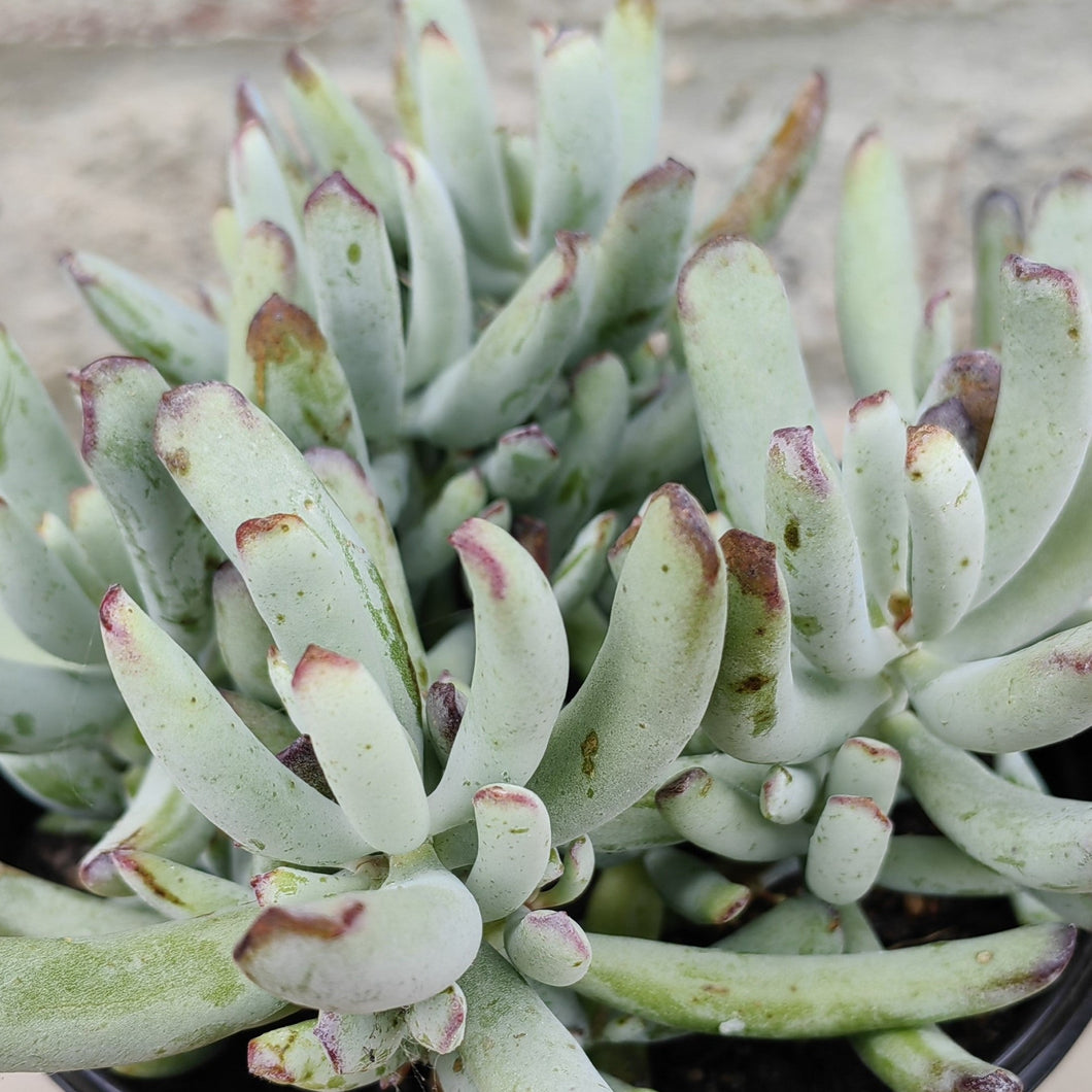 Cotyledon Hydra (3 Plants)