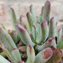 Load image into Gallery viewer, Cotyledon Hydra Noir (3 Plants)
