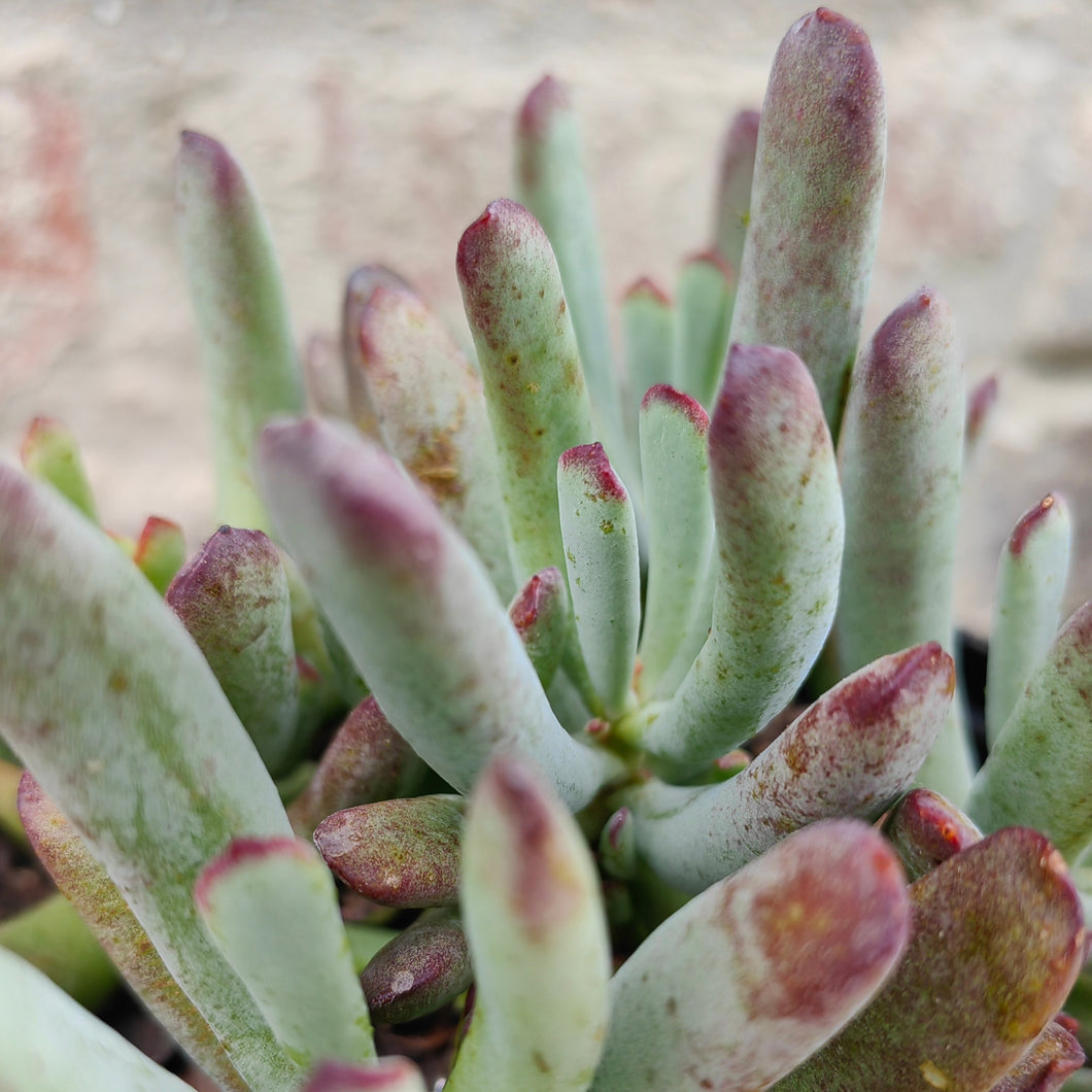 Cotyledon Hydra Noir (3 Plants)