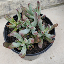 Load image into Gallery viewer, Cotyledon Hydra Noir (3 Plants)
