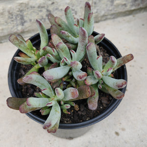 Cotyledon Hydra Noir (3 Plants)