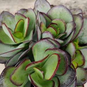 Cotyledon Ace of Clubs (3 Plants)