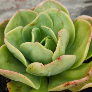 Echeveria Dollar Dream (3 Plants)