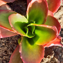 Load image into Gallery viewer, Kalanchoe Mambo (3 Plants)
