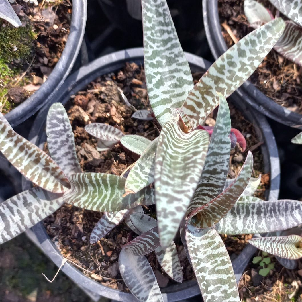 Ledebouria socialis (3 bulbs) RARE