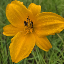 Load image into Gallery viewer, Daylilies - Melon cup

