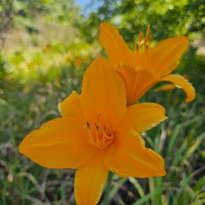 Daylilies - Melon cup