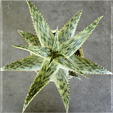 Load image into Gallery viewer, Aloe Queen Marowa (1 Plant) NEW/RARE
