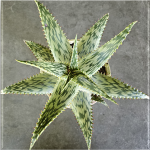 Aloe Queen Marowa (1 Plant) NEW/RARE