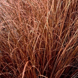 Carex Bronze curls (3 Plants)