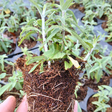 Load image into Gallery viewer, Salvia Leucantha (Mexican Sage (1 plant)
