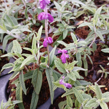 Load image into Gallery viewer, Salvia Leucantha (Mexican Sage (1 plant)
