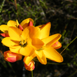 Ixia dubia yellow