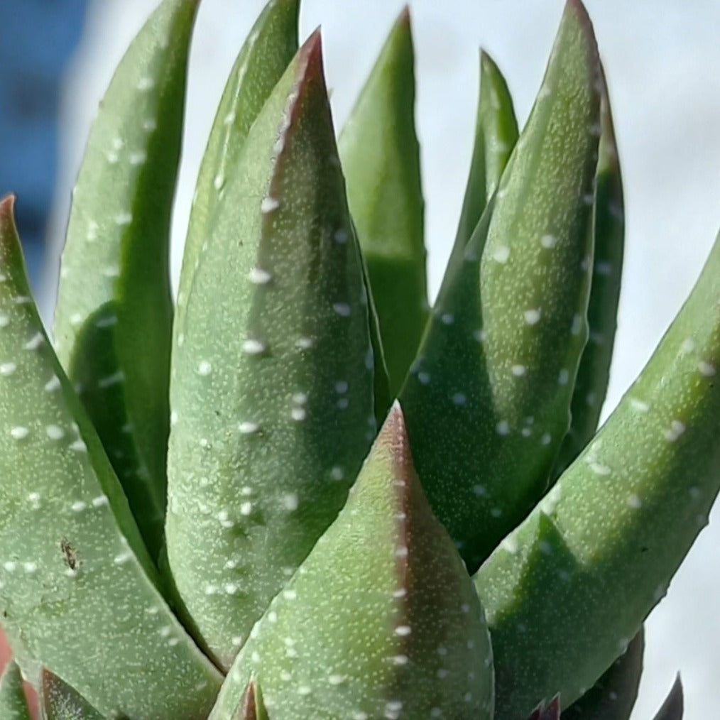 Haworthiopsis coarctata(3 Plants)