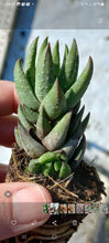 Load image into Gallery viewer, Haworthiopsis coarctata(3 Plants)
