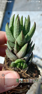 Haworthiopsis coarctata(3 Plants)