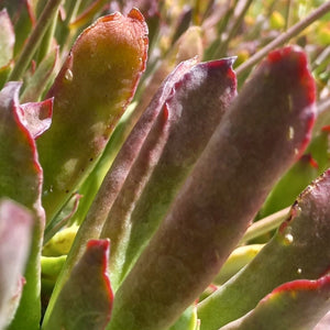 Cotyledon orbiculata Koppie (3 Plants)