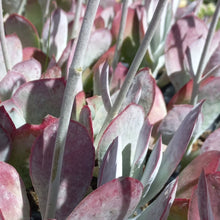 Load image into Gallery viewer, Cotyledon orbiculata Merlot (3 Plants)
