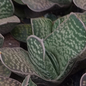 Gasteria Umpa (3 Plants)
