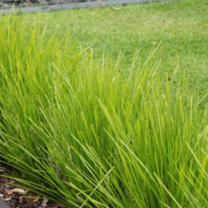 Lomandra Lime tuff  (3 Plants)