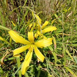Daylilies - Our Mantise