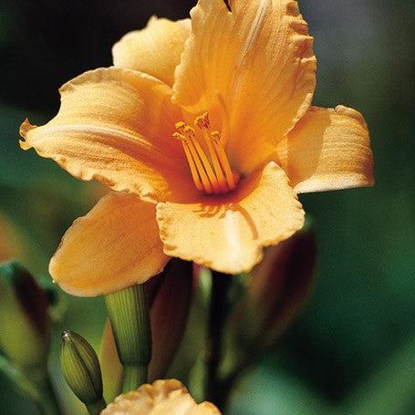 Daylilies - Tiny Pumpkin