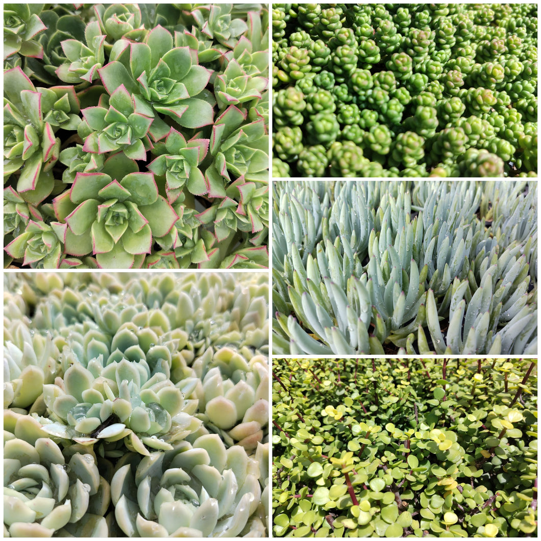 Favourite Collection combo 3 (25 Plants)