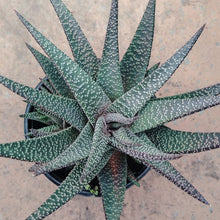 Load image into Gallery viewer, Gasteria Scorpio (3 Plants)
